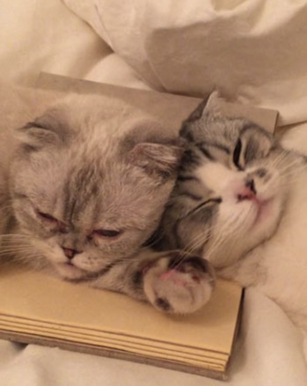 8. И, наконец, перед вами питомцы...