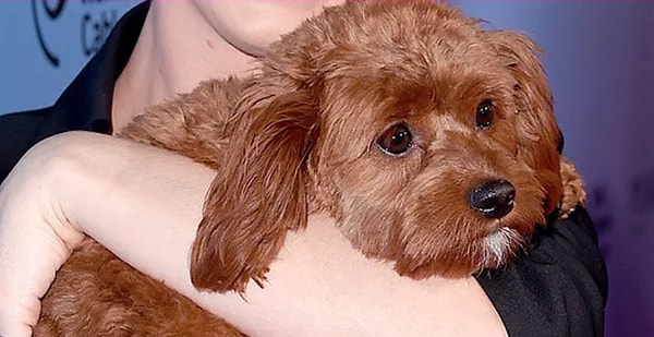 1. Итак, кому принадлежит этот милейший песик?