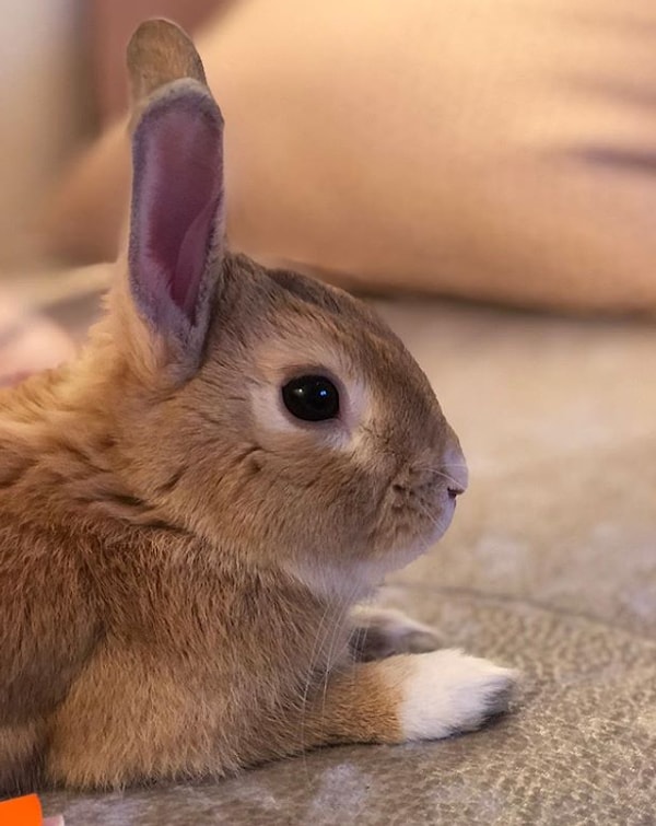 2. А чей это кролик на фото?