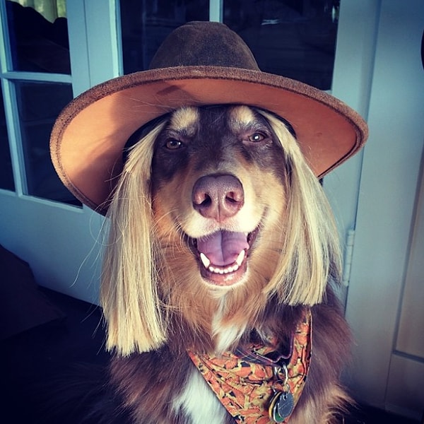 4. Какая звезда называет этого песика хорошим мальчиком?