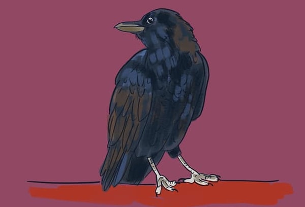 1. Итак, начнем. Посмотри в глаза этому черному ворону. Что ты видишь?