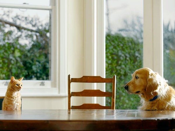 4. Какое домашнее животное вы бы выбрали?