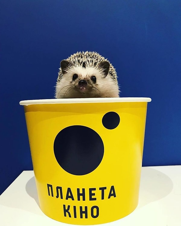 14. С попкорном в прикуску!