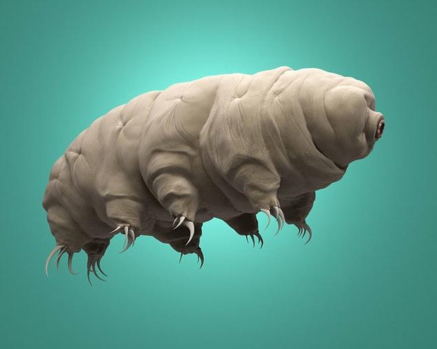 6. The water bear is the only animal that can survive in space.