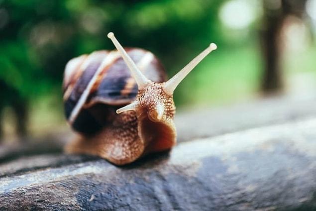 9. Snails can sleep for 3 years.