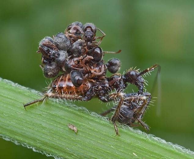 18. The Acanthaspis petax assassin bug uses corpses to disguise itself to confuse predators.