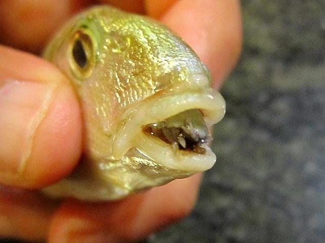 20. Finally, there's a type of fish parasite called cymothoa exigua that will eat the fish's tongue, and then takes the tongue's place!