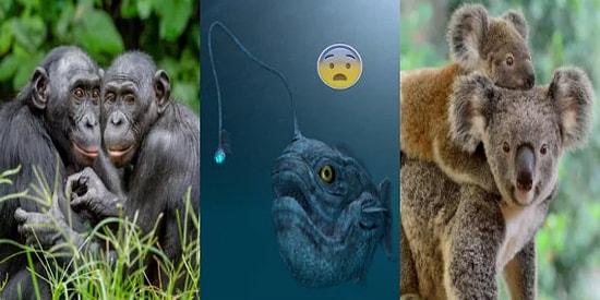 20 Weird Animal Facts Are Hard To Digest But Equally True!