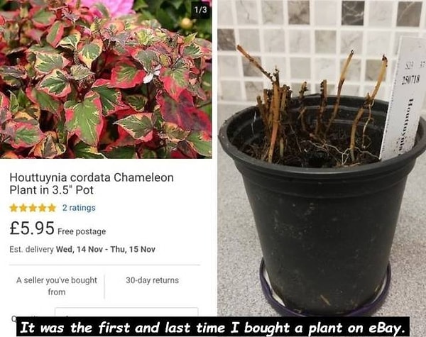 11. "Первый и последний раз я покупаю растение на ebay"