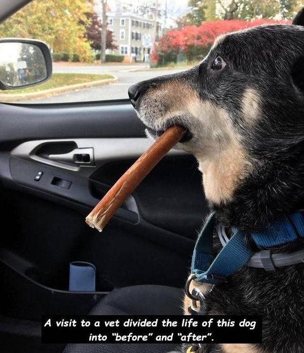 25. "Визит к ветеринару разделил жизнь этой собаки на "до" и "после"