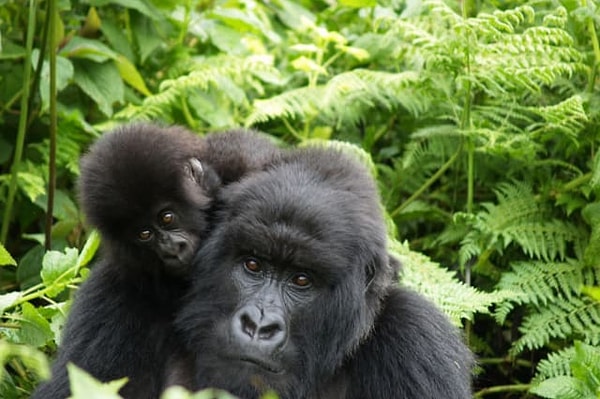 4. Выберите гориллу: