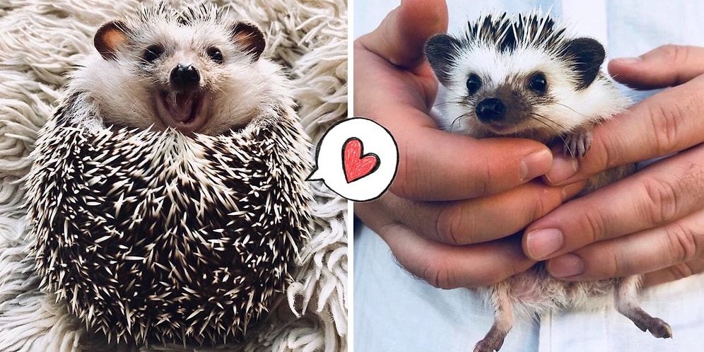 Знакомьтесь с Риком - самым счастливым ёжом на Земле, который всегда улыбается