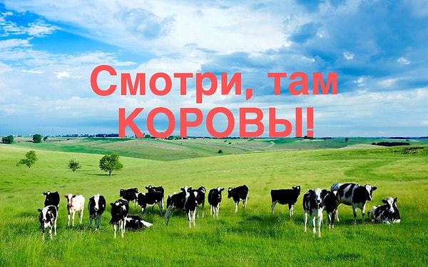 Замечали ли вы, что каждый раз, проезжая мимо поля, где пасутся коровы, вам инстинктивно хочется крикнуть: «Коровы»?