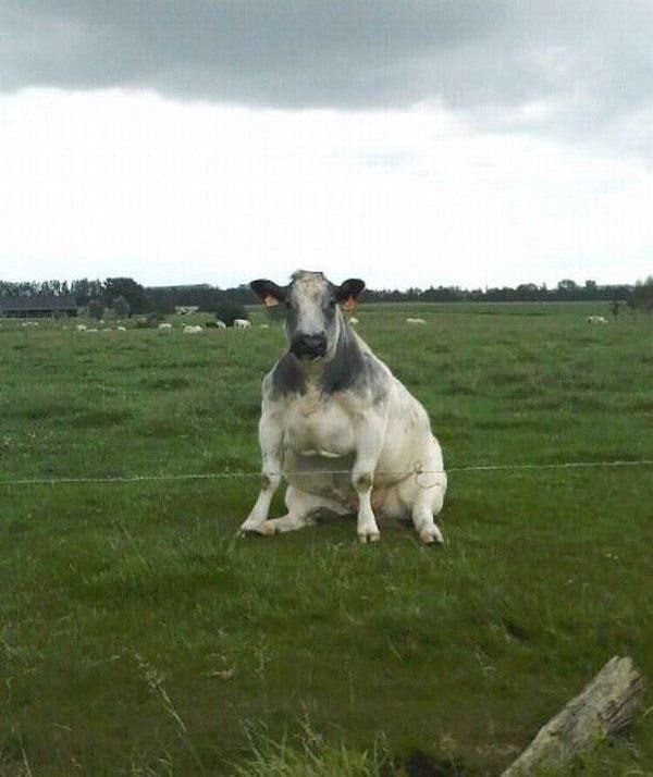 2. Не убеждены? Вот, пожалуйста: эти ребята даже сидят, как собаки.