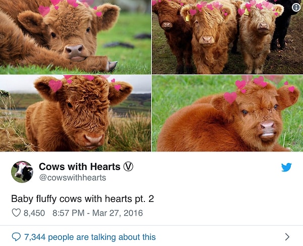 5. Эти пушистые телята точно не оставят никого равнодушным! 😍