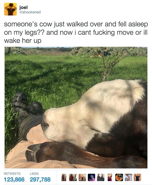 7. Коровы, как и мы, тоже любят сладко вздремнуть.