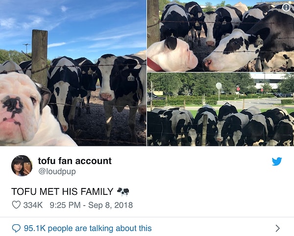 10. Коровы, кстати, неплохо ладят с собаками!