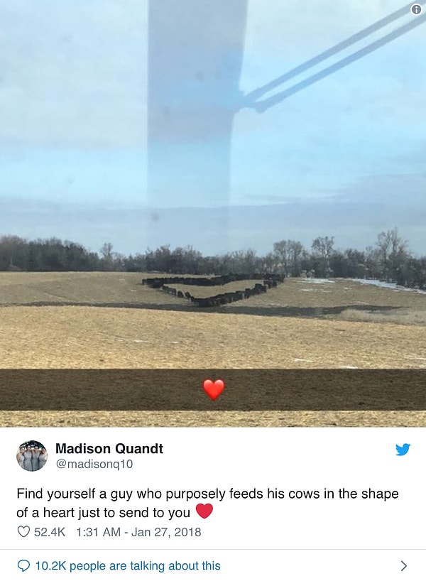 13. Попробуйте согнать котеек или собак в форму сердца. Да ни за что в жизни у вас не получится.