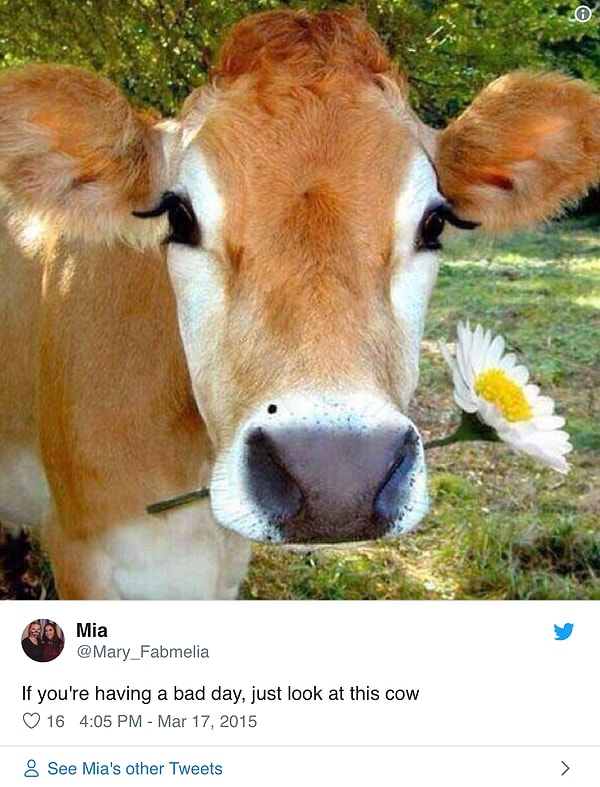 17. Вывод: коровы прекрасны! 💜💙🧡