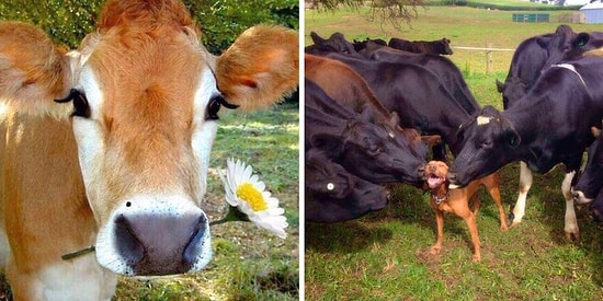 17 веских доказательств того, что коров ужасно недооценивают, а зря