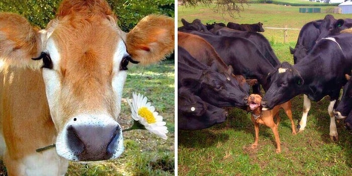 17 веских доказательств того, что коров ужасно недооценивают, а зря