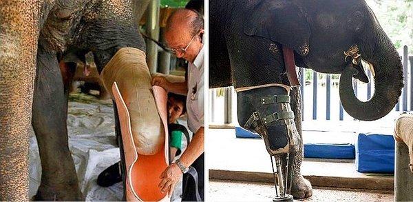 20. Mayına basarak bacağını kaybeden bu file protez yapılmış! 😍