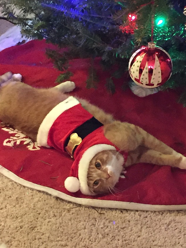 5. "Every time he tries to climb the tree, we make him put on a Christmas outfit for 15 minutes"