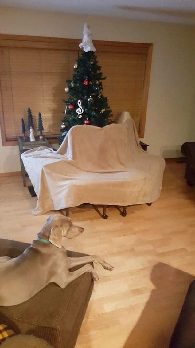 18. "So my dad told me he had to dog proof the Christmas tree… This was not what I expected..."