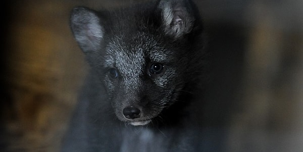 Среди известных брендов, участвующих в борьбе с продажей натурального меха, ставшей одним из самых важных событий в области защиты прав животных, такие марки как ...