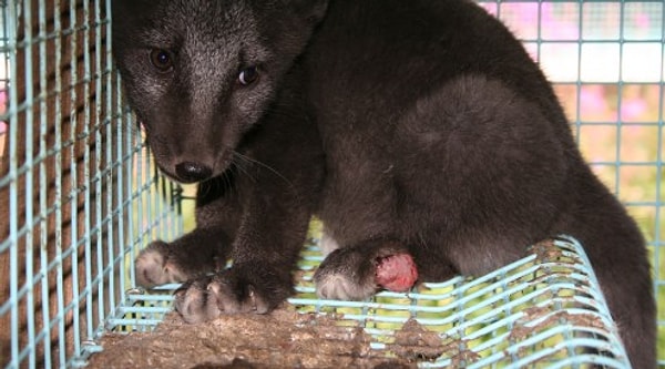 Конечно, такое отношение индустрии моды связано с работой правозащитников животных по всему миру.
