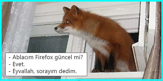 Son Dönemde Hayvanları Mizahlarına Alet Edip Güldüren Goygoyculardan Birbirinden Tatlış 35 Paylaşım