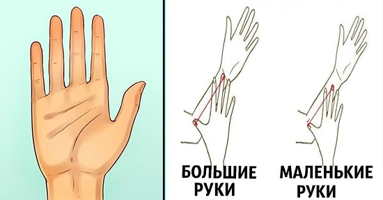 Тест: Измерьте размер своей руки. Он может многое о вас рассказать