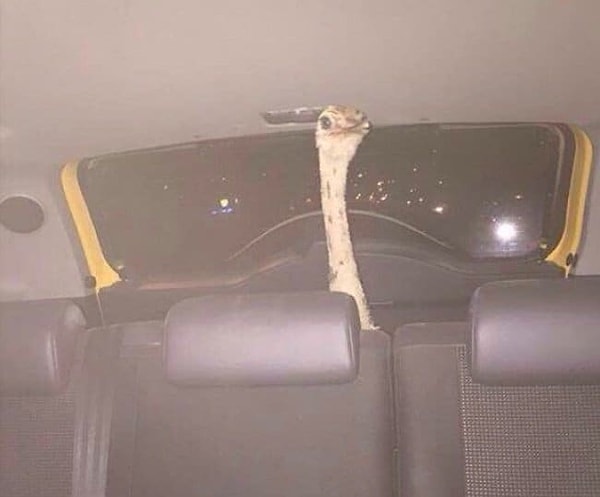 14. Притащить домой страуса? Не вопрос. Для Человека-бухлишко это проще простого