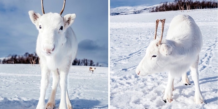 Предрождественское чудо: Очень редкий белоснежный олененок был замечен в Норвегии (6 фото)