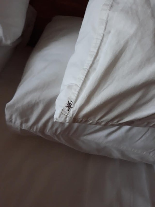 14. Плохой брендинг: кто придумал разместить логотип в виде маленькой пальмы на углу отельной подушки?!