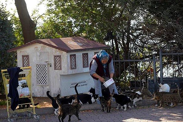 7. Antalya’da yaşayan Muazzez Turan, her sabah erkenden çıkıp 300’den fazla kediyi ve 20’den fazla köpeği besleyerek onlarla ilgilenmiş ve bu hareketiyle gönlümüzün tahtına kurulmuştu.