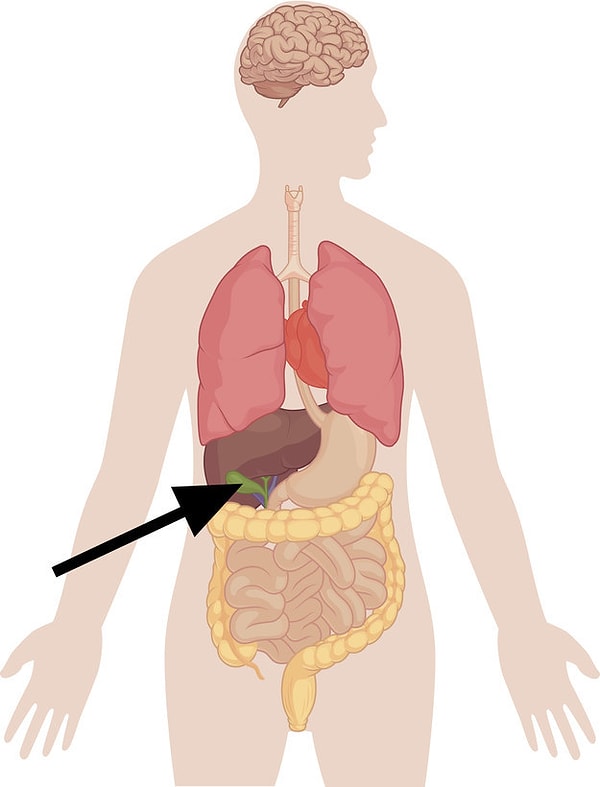 1. На какой орган указывает стрелка?