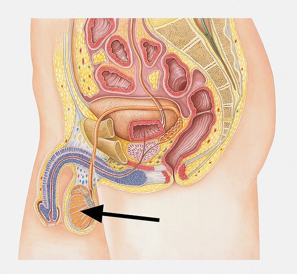 3. Что это за орган?