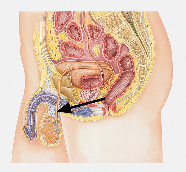 4. Как называется этот трубчатый орган?