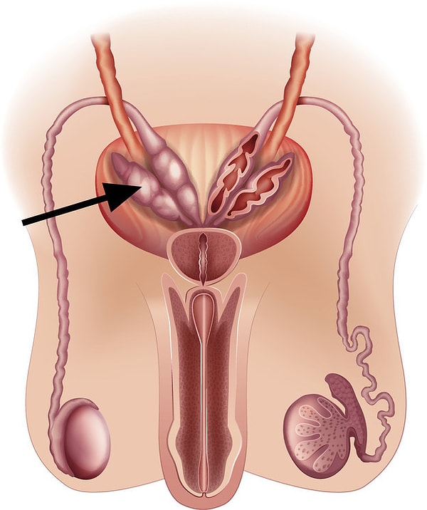 5. Последний вопрос по строению мужской половой системы. На что показывает стрелка?