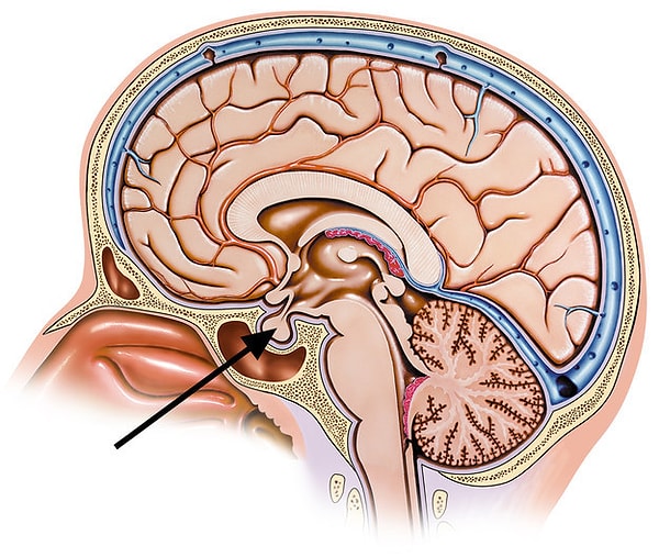 16. Вот мы и подошли к самой сложной структуре в человеческом организме. На что показывает стрелка?