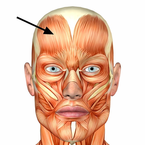 18. Как правильно звучит эта часть анатомически?