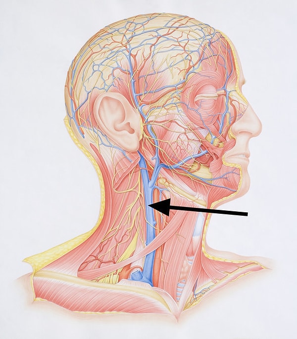 20. Вот и последний вопрос. Как называется эта вена?
