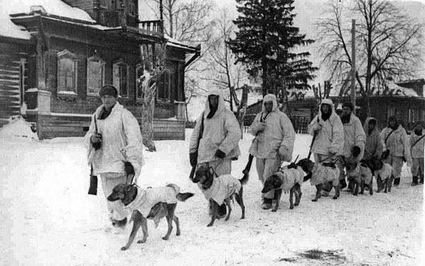 Sovyet ordusu tüm köpekleri eğitmeye başladı. Köpekleri günlerce aç bıraktıktan sonra tankların altına yerleştirilen etleri bulmalarına izin veriliyordu.