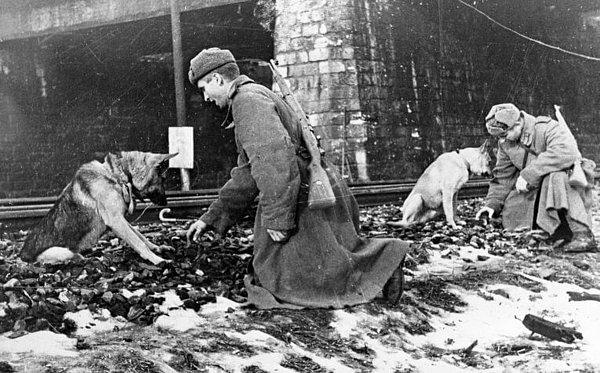 Sovyet yetkililer toplam 300 tankın etkisiz hale getirildiğini duyurdu. Toplamda öldürülen köpek sayısı ise hiç bilinemedi.