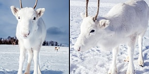 Norveçli Fotoğrafçının Doğa Yürüyüşünde Karşılaştığı Nadir Görülen Beyaz Ren Geyiği ve Yavrusu