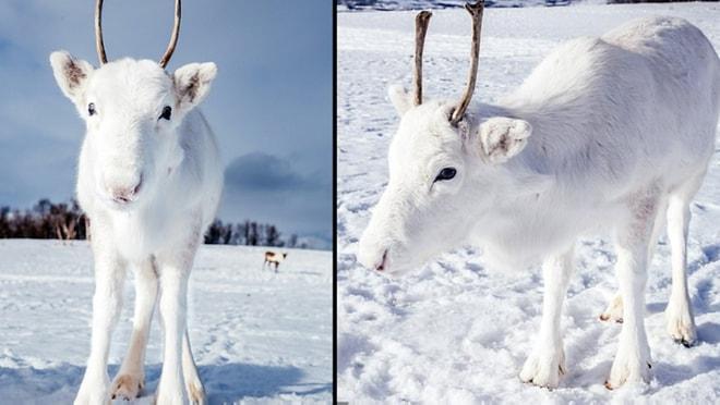 Norveçli Fotoğrafçının Doğa Yürüyüşünde Karşılaştığı Nadir Görülen Beyaz Ren Geyiği ve Yavrusu