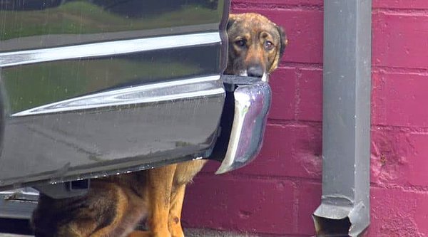 26. Günlerce bir arabanın arkasına saklanıp içli içli ağlayan ve insanlardan deli gibi korkan bu sevimli köpek, hayvanseverler tarafından kurtarılmış ve sahiplendirilmişti.