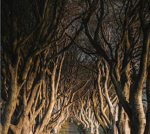 8. Дарк Хеджес, Северная Ирландия - Королевский тракт