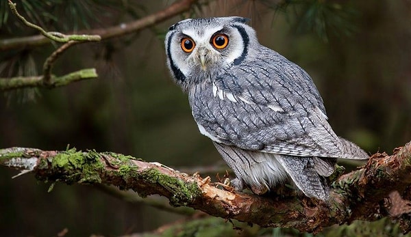 Вы любите совать свой нос в чужие дела